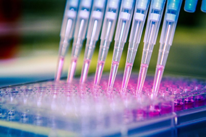Enhancing Cell Culture Performance: Key Factors in Mammalian Cell Growth
